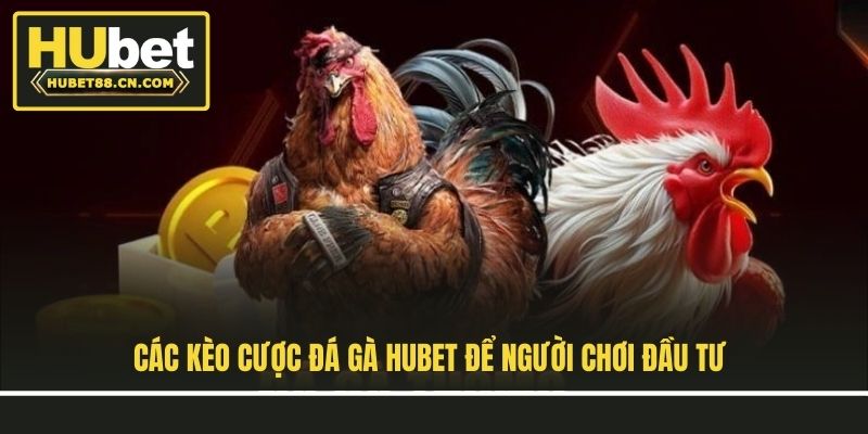 Các kèo cược đá gà Hubet để người chơi đầu tư Các kèo cược đá gà Hubet để người chơi đầu tư
